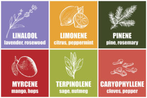 The Hemp Source - Terpenes