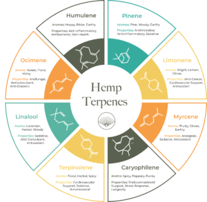 %The Hemp Source%