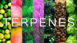 The Hemp Source - Terpenes