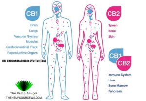 The endocannabinoid system (ECS) The Hemp Source