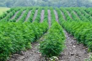 Hemp Field - The Hemp Source