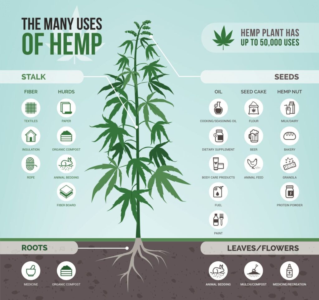 Parts of the hemp plant - The Hemp Source