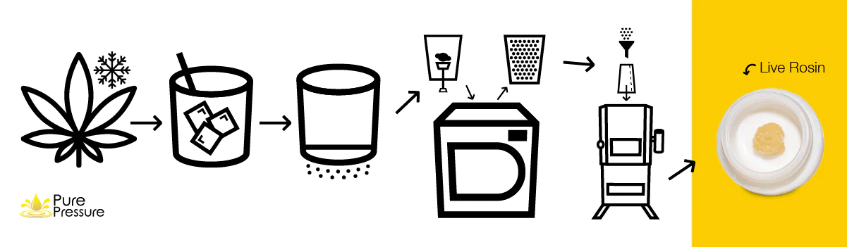 Live Rosin Process 